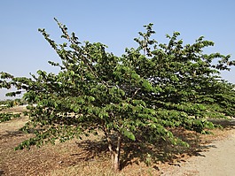 muntingia calabura,牙買加櫻桃,巴拿馬莓果
