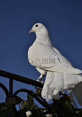 鳥,鴿子,動(dòng)物