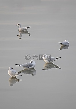 海鷗,水,鳥