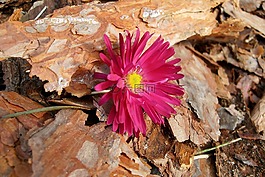 樹皮,花,植物區(qū)系