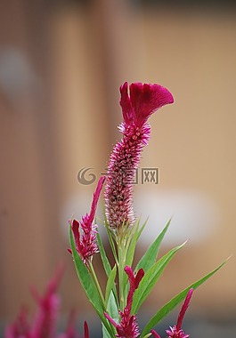 花,特寫,夏天