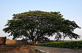 雨豆树,雨树,kittur