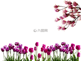 春天,郁金香,分支机构