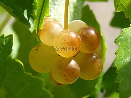 成熟的葡萄,年份,藤