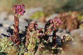 伍尔兹,开花,石园