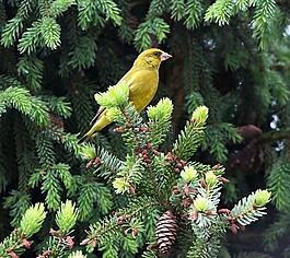 鳥(niǎo),條例草案,黃色