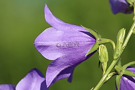 開花,紫