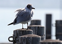 鷗,鳥,坐在