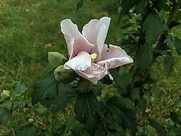 沙仑的玫瑰花,花,自然