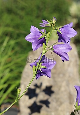 開花,紫,影子