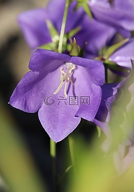 開花,紫