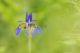 虹膜,鲜花,大韩民国