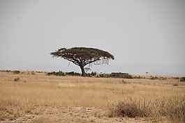 非洲,kenia,树