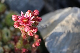 伍尔兹,开花,石园