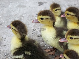 鴨子,基蒂,動物