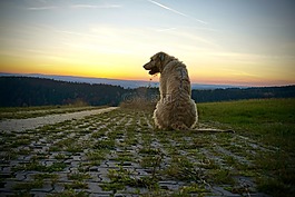 日落,狗,abendstimmung