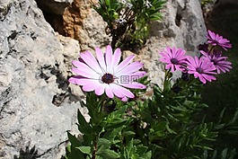 花卉,性質,假山