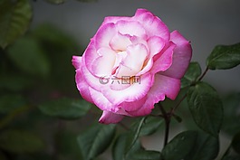 花卉,粉色,溫和