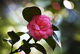 花卉,粉色,鮮花