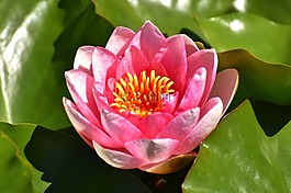睡蓮,粉紅色,夏季