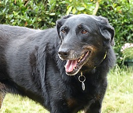 beauceron,狗,動(dòng)物