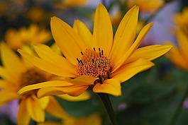 太陽花,夏季,廠
