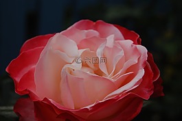 玫瑰,鮮花,玫瑰綻放