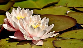 睡蓮,粉紅色,白