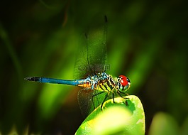 蜻蜓,昆蟲,多彩