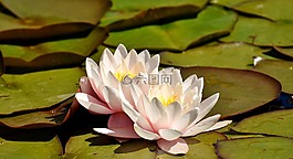 睡蓮,粉紅色,白