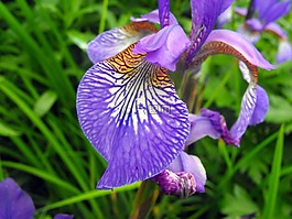 花,植物,蘭花