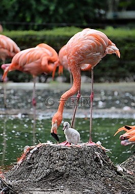 弗拉明戈,動物,粉紅色的火烈鳥