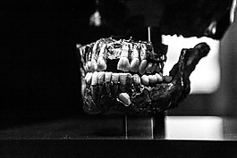 牙,骨,頭骨