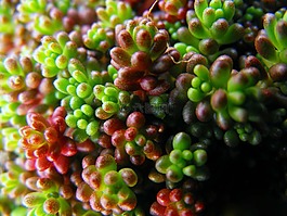 鮮花,植物,地毯