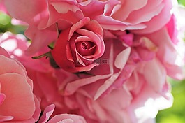 玫瑰,芽,粉紅色