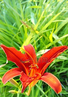 別墅,蔬菜花園,鮮花