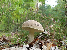 森林,蘑菇,粗糙的牛肝菌