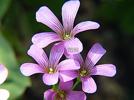 紫,鮮花,紫色的小花