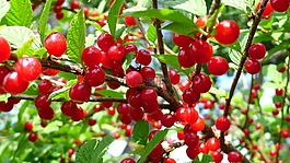 南京櫻桃,紅色,漿果