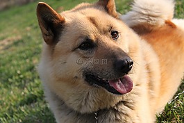 狗,動物,寵物