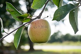 蘋果,蘋果樹,水果