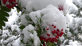 山灰浆果,雪,冬天