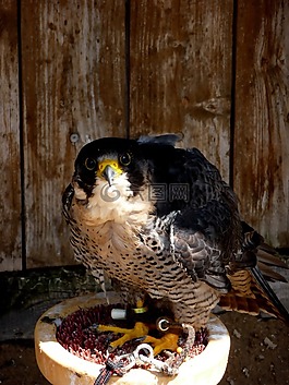 鶻,鳥,捕食者