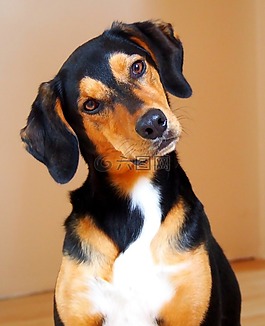 動物,狗,注意