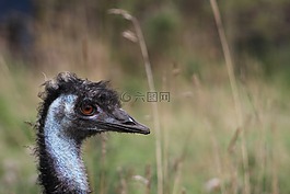 動(dòng)車組,自然,鳥