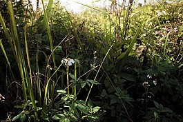 花,冬天,性質(zhì)
