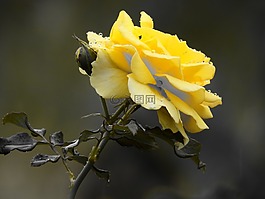 羅莎,花卉,黃色