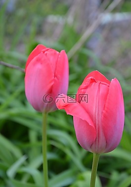 郁金香,紅色,春天