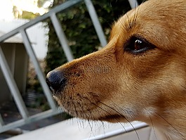 狗,寵物,動物