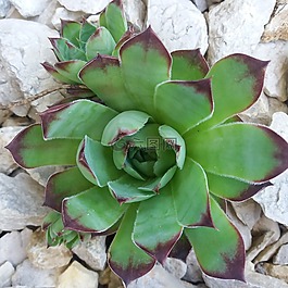 厂,houseleek,石头